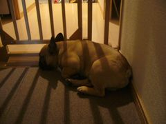 気分屋のワン太郎