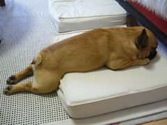 くつろぐワン太郎