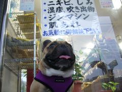 皮膚が気になるワン太郎