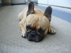 ワン太郎ベランダにて 前から