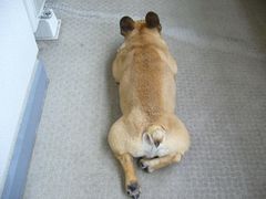 ワン太郎ベランダにて 後ろから