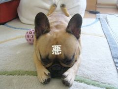 のびぃーなワン太郎