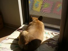 窓際のワン太郎