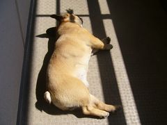 窓際のワン太郎