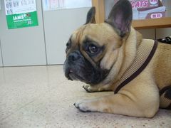 試験前のワン太郎