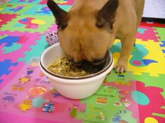 サンマご飯とワン太郎