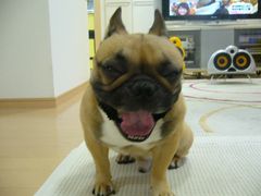 ぎにゃーなワン太郎