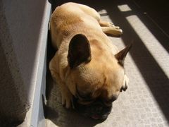 日光消毒中のワン太郎