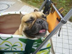 笑っているワン太郎