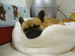 ふて寝中のワン太郎