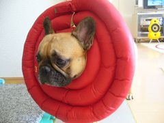 ドーナツカラーとワン太郎