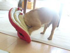 ドーナツカラーとワン太郎