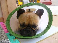 ワッパとワン太郎