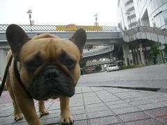 駅前交差点のワン太郎