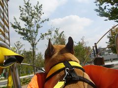 自転車に乗るワン太郎