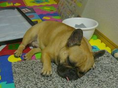 ひんやり石とワン太郎