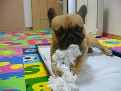 ロープで遊ぶワン太郎