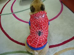 ヒーローに変身後のワン太郎