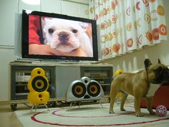 テレビとワン太郎