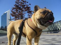 ちょっとアチチなワン太郎