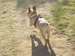 ワン太郎のご機嫌なお尻１