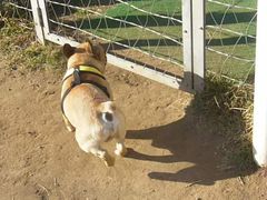 ワン太郎のご機嫌なお尻２