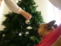 お飾りを見守るワン太郎