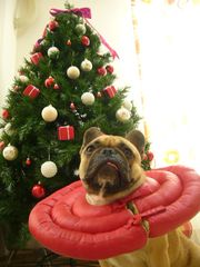 ツリーとワン太郎