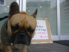 ワン太郎のぼんやり顔