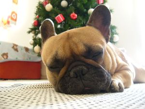 ツリーとワン太郎