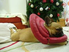 赤ドーナツとワン太郎２