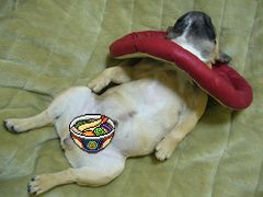 珍種なワン太郎