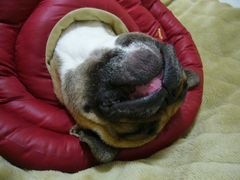 赤ドーナツとワン太郎１