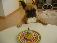 ケーキを凝視するワン太郎