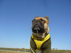 青空とワン太郎１