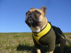 青空とワン太郎２