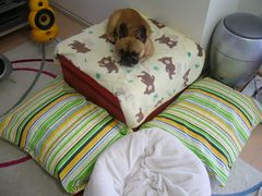 オットマンの上のワン太郎