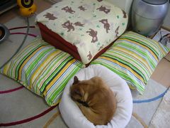 マシュマロの上のワン太郎