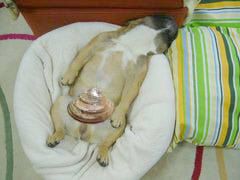 ラッコ風のワン太郎