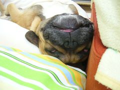 幽体離脱中のワン太郎