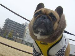 モフモフワン太郎