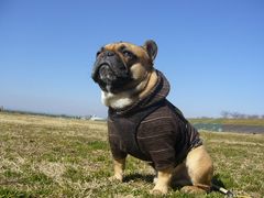 気をつけ中のワン太郎