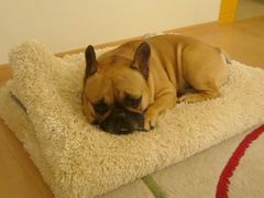 洗い立てのラグとワン太郎