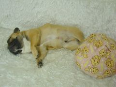 ワン太郎のごろ寝