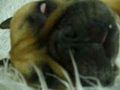 ピンボケゾンビ