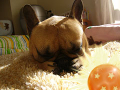 四星球とワン太郎