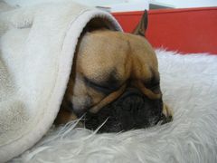 働くワンコなワン太郎