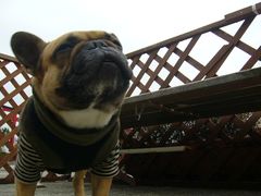 とっちゃんぼうやのワン太郎