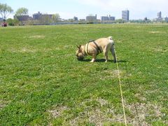 調査中のワン太郎