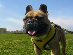 ブッヒッヒーなワン太郎